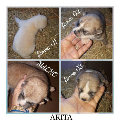 Akita Inu