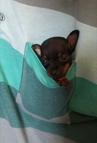 Pinscher zero 5xS/J (71)98159-0111 entrega grátis (Salvador)