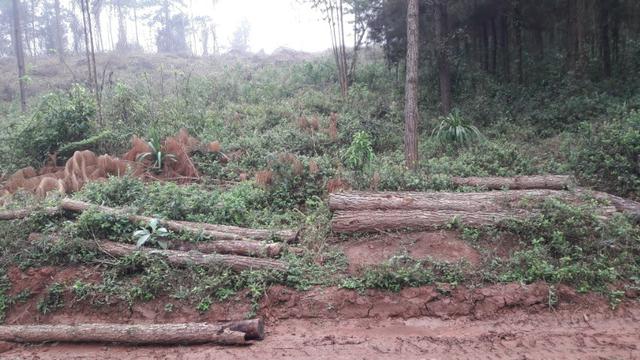 Terreno para fazer arado (mecanizar) - Foto 3