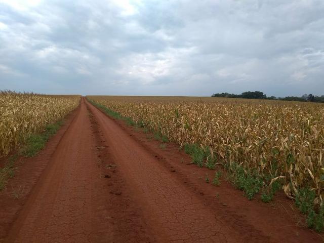 Fazenda de lavoura em Ponta Porã MS - Foto 3