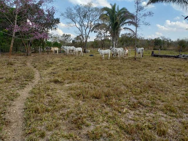 Chácara 7,hac beira do rio municípi de rosario - Foto 2