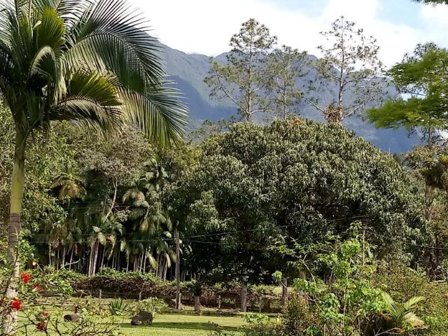 Chácara - América de Cima - Morretes - Foto 15