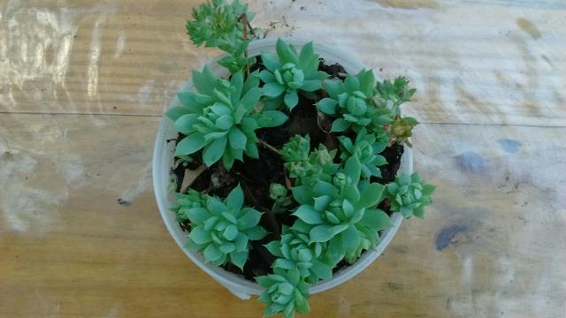 Planta suculenta - Foto 2