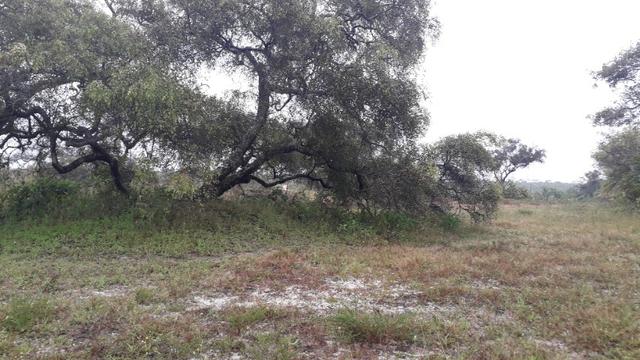 Fazenda em Conde, 18 tarefas - Foto 6