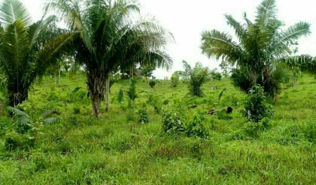 Colônia com 84 Hectares de terra Titulada - Foto 7