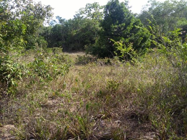 Vendo fazenda com 125 tarefas em Pojuca - Ba - Foto 19