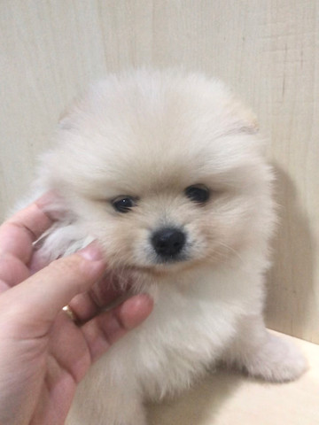 Lindo spitz claros - Foto 4