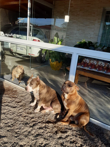 American staffordshire terrier - Foto 4