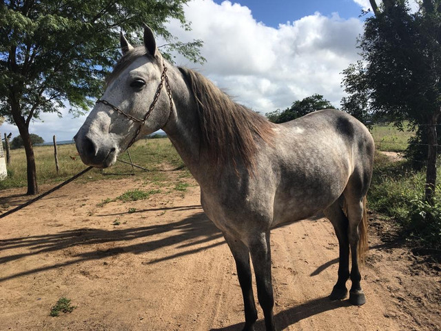 Cavalo Mangalarga Macha picada - Foto 5