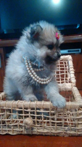 Lindinha e fofa lulu da Pomerânia - Foto 2