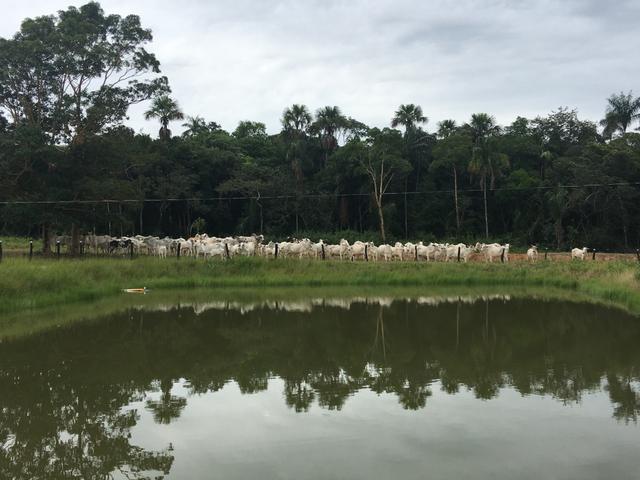 Excelente Fazenda para criação de gado - Foto 2