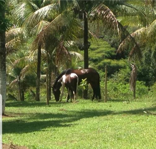 Vendo Fazenda em coração de Maria