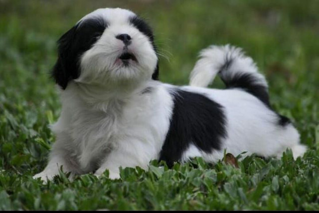 ShihTzu Imperiais Mini
