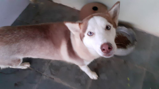 Husky siberiano - Foto 3