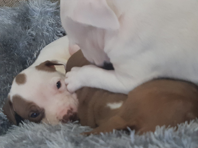 American Pitbull Terrier - Foto 3