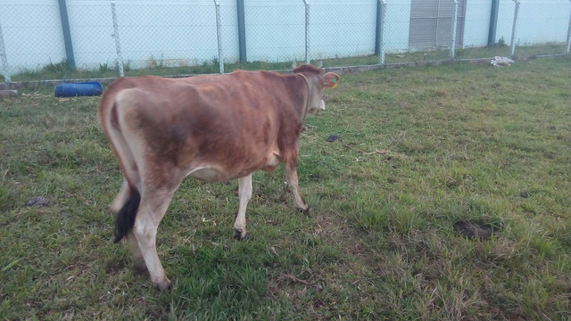 Vendo uma novilha Jersey - Foto 2