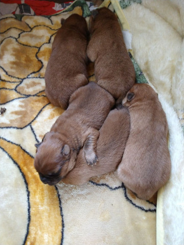 Filhotes de Chow-Chow - Foto 4