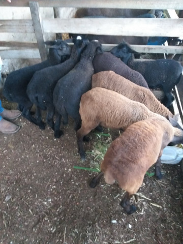 Carneiros santa Inês a venda cordeiros 300 reais cada 1 - Foto 2