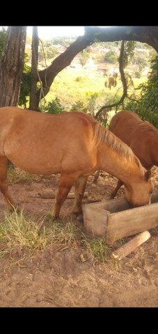 Vendo cavalos e burro - Foto 5