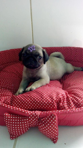 Pug fofa disponível com pedigree