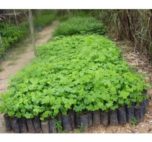 VENDO MUDAS SABIA (SANSÃO DO CAMPO ) - Foto 3