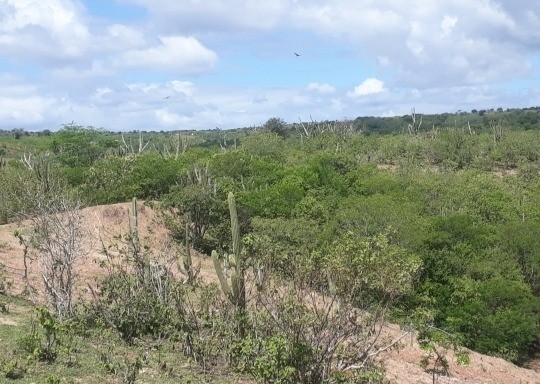 Vendo 20,6 hectares de terras em Solânea - PB - Foto 7