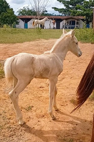 Lote animais + coberturas Top