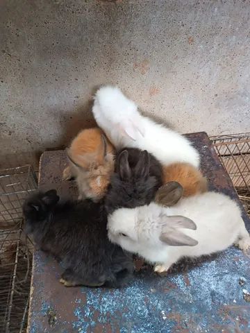 Vendo filhotes coelho Mine laion 