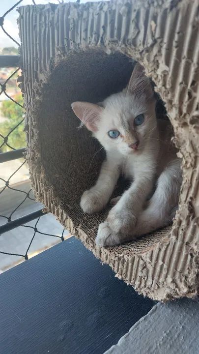 Gatinho (macho) para adoção