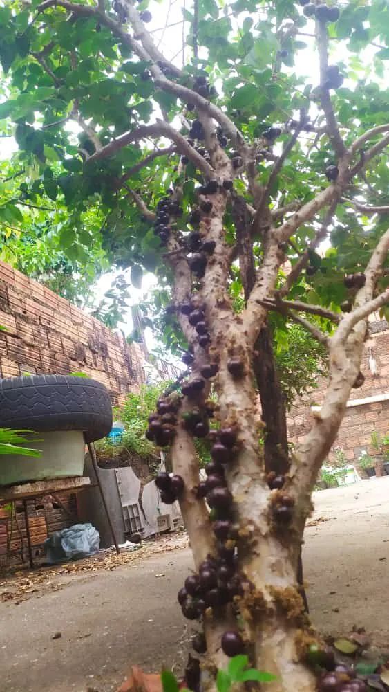 Mudas de jaboticaba híbrida - Foto 2