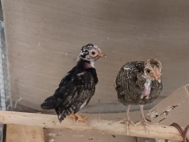 MINI GARNIZÉ  - Foto 6