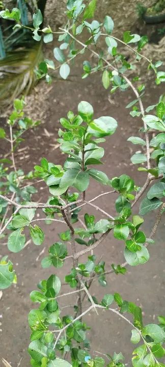 Mudas de acerola  - Foto 2
