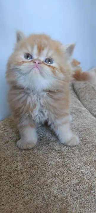 Persas red disponível macho e fêmea...