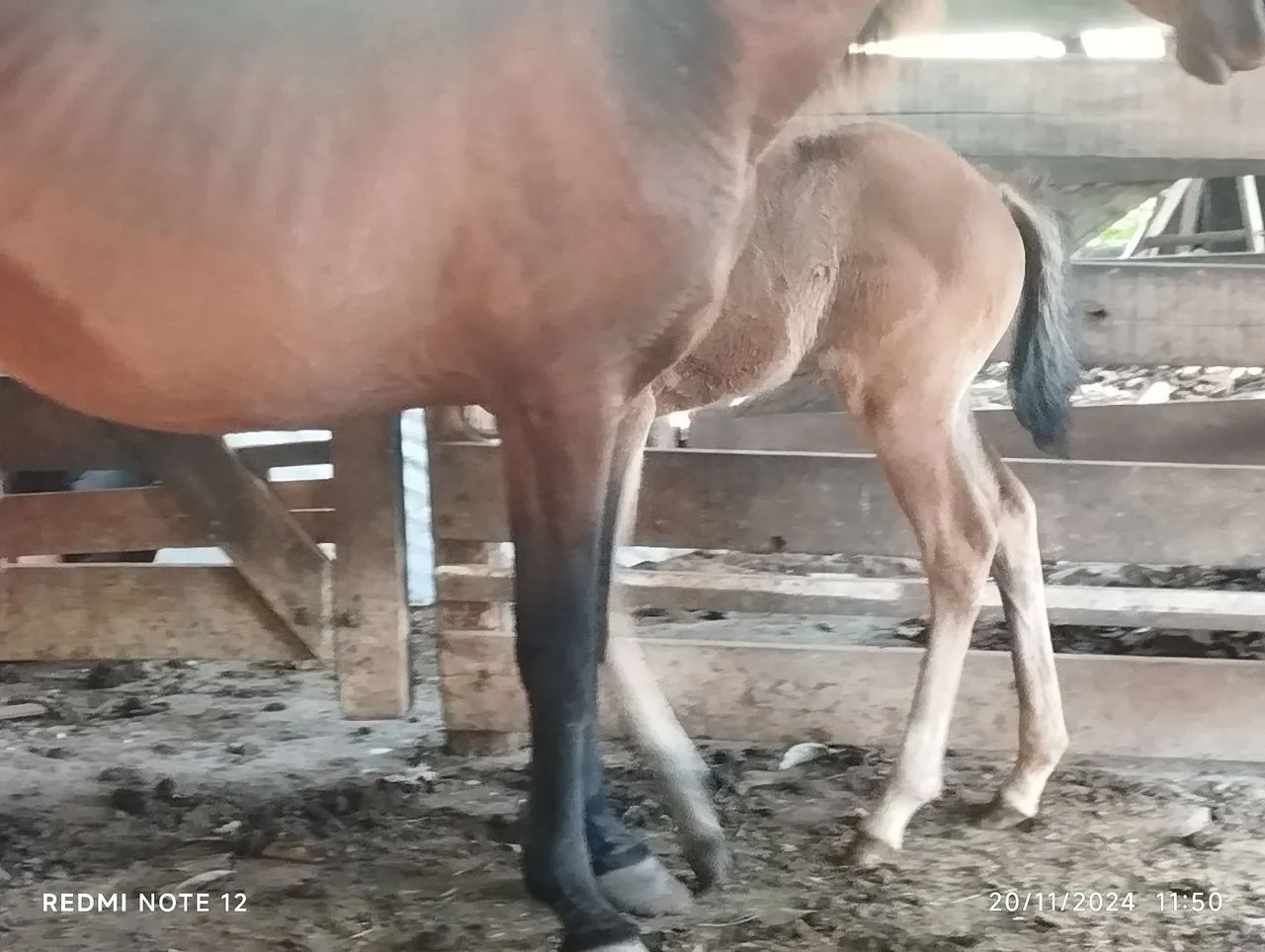 Vendo égua  QM Parida  - Foto 2