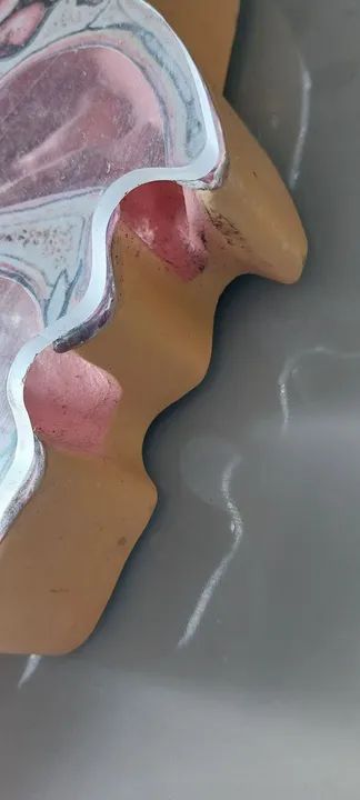 Torso para prática em saúde  - Foto 4