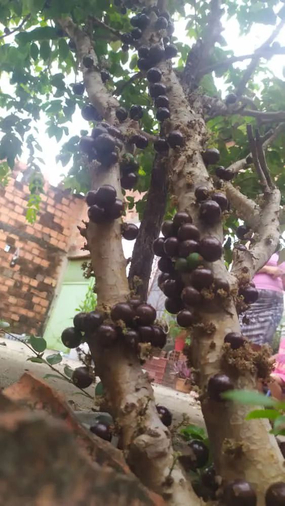 Mudas de jaboticaba híbrida