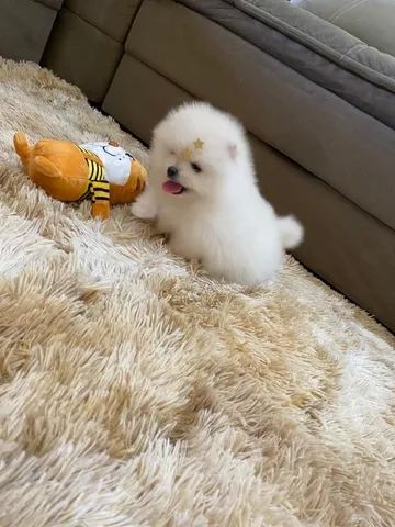 Lulu da pomerania  - Foto 2