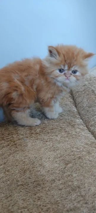 Persas red disponível macho e fêmea... - Foto 3