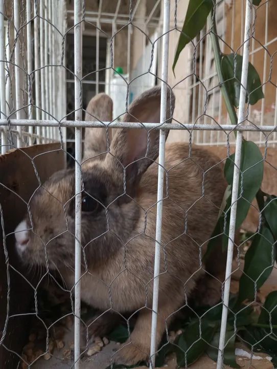 Vendendo coelho mistico - Foto 3