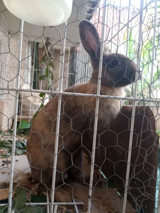 Vendendo coelho mistico