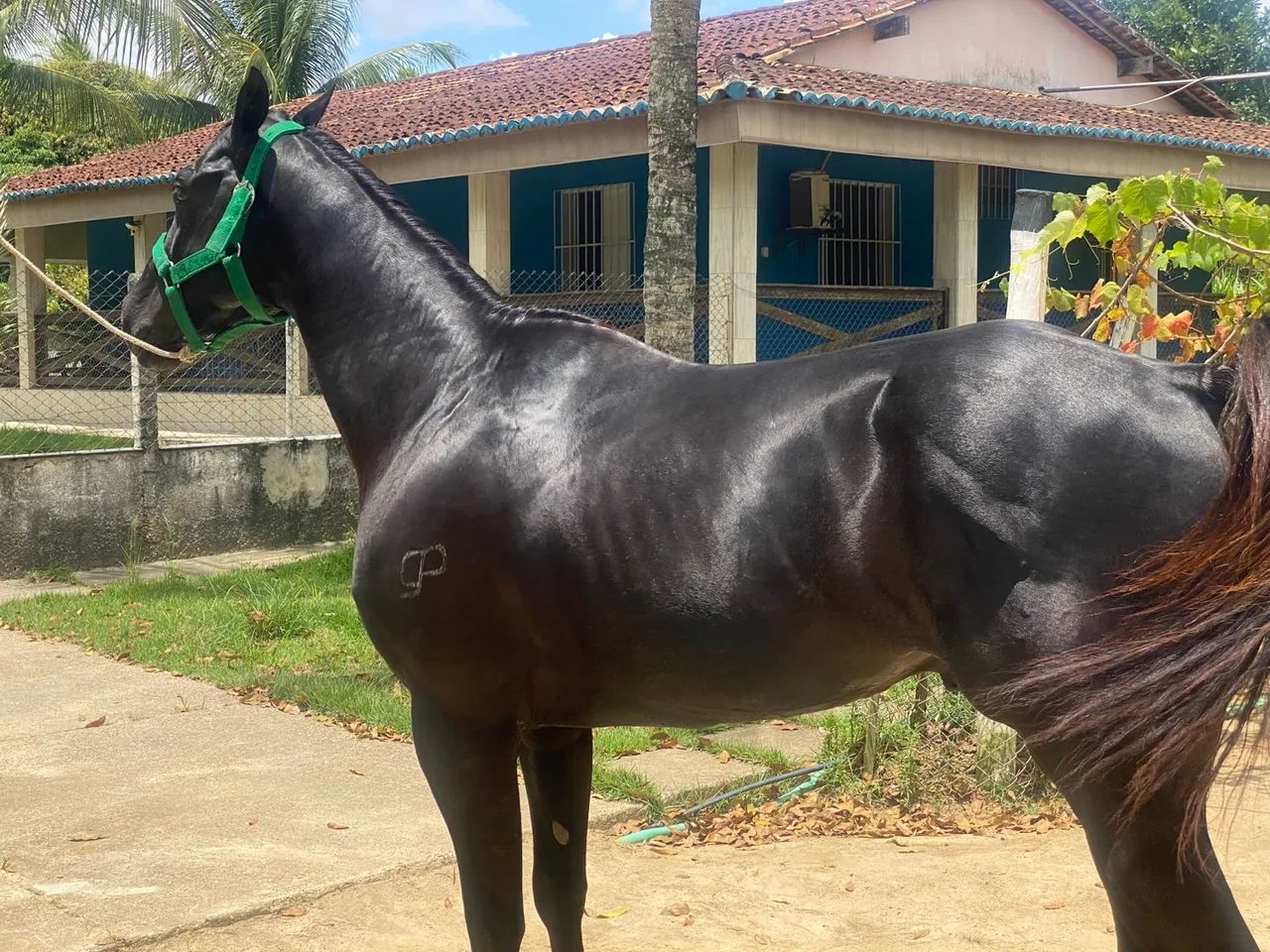 Cavalo de direita  - Foto 2