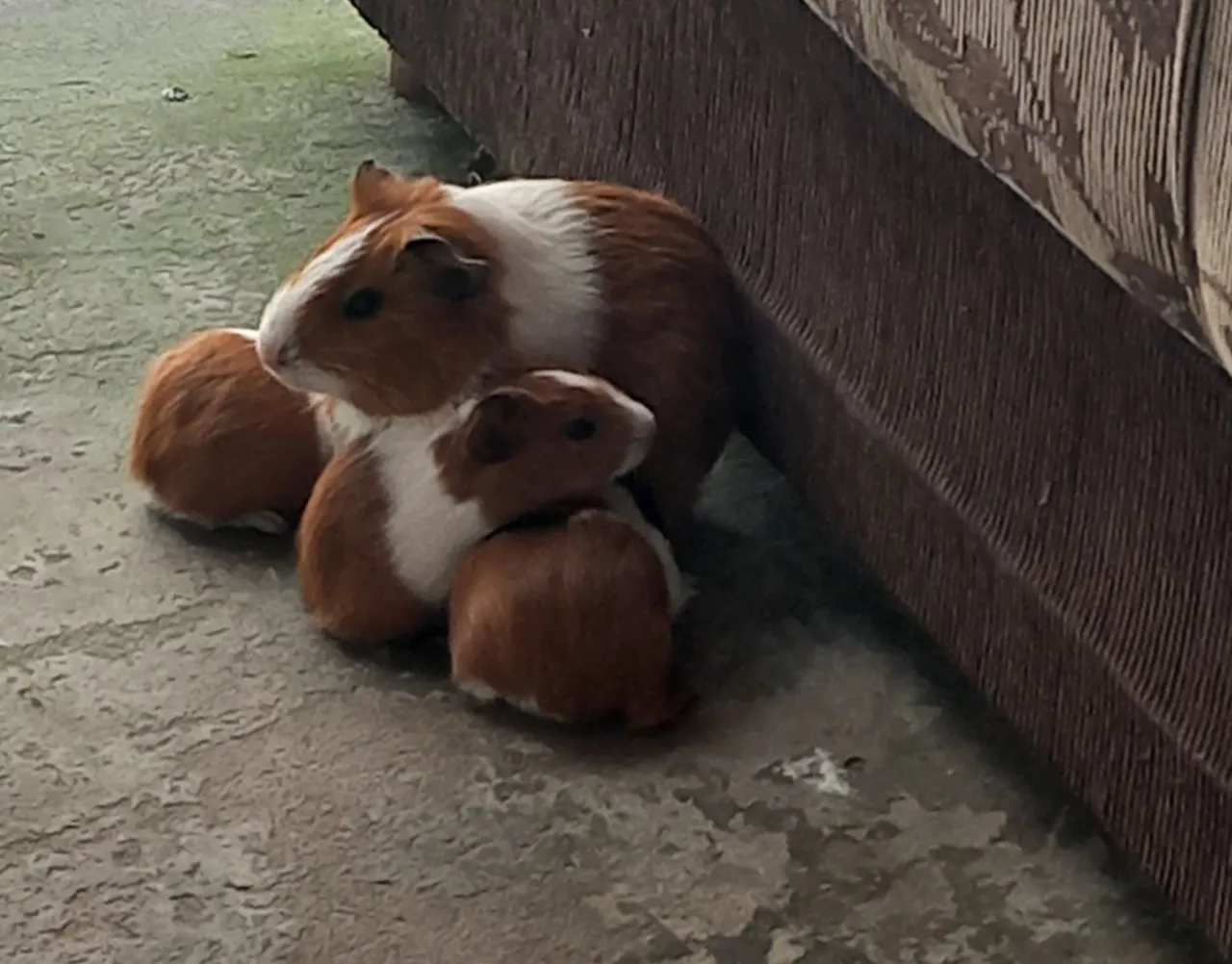 Vendo lindos porquinhos da índia 