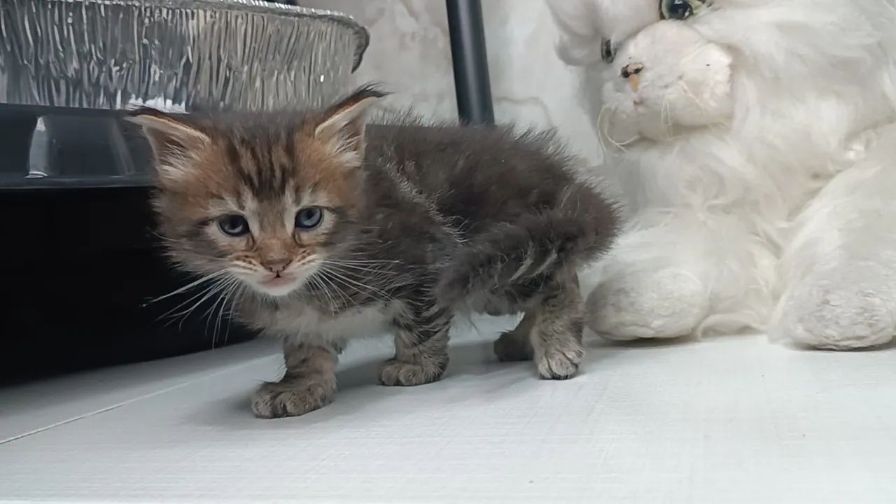 Maine Coon macho - Um verdadeiro felino majestoso! - Foto 3