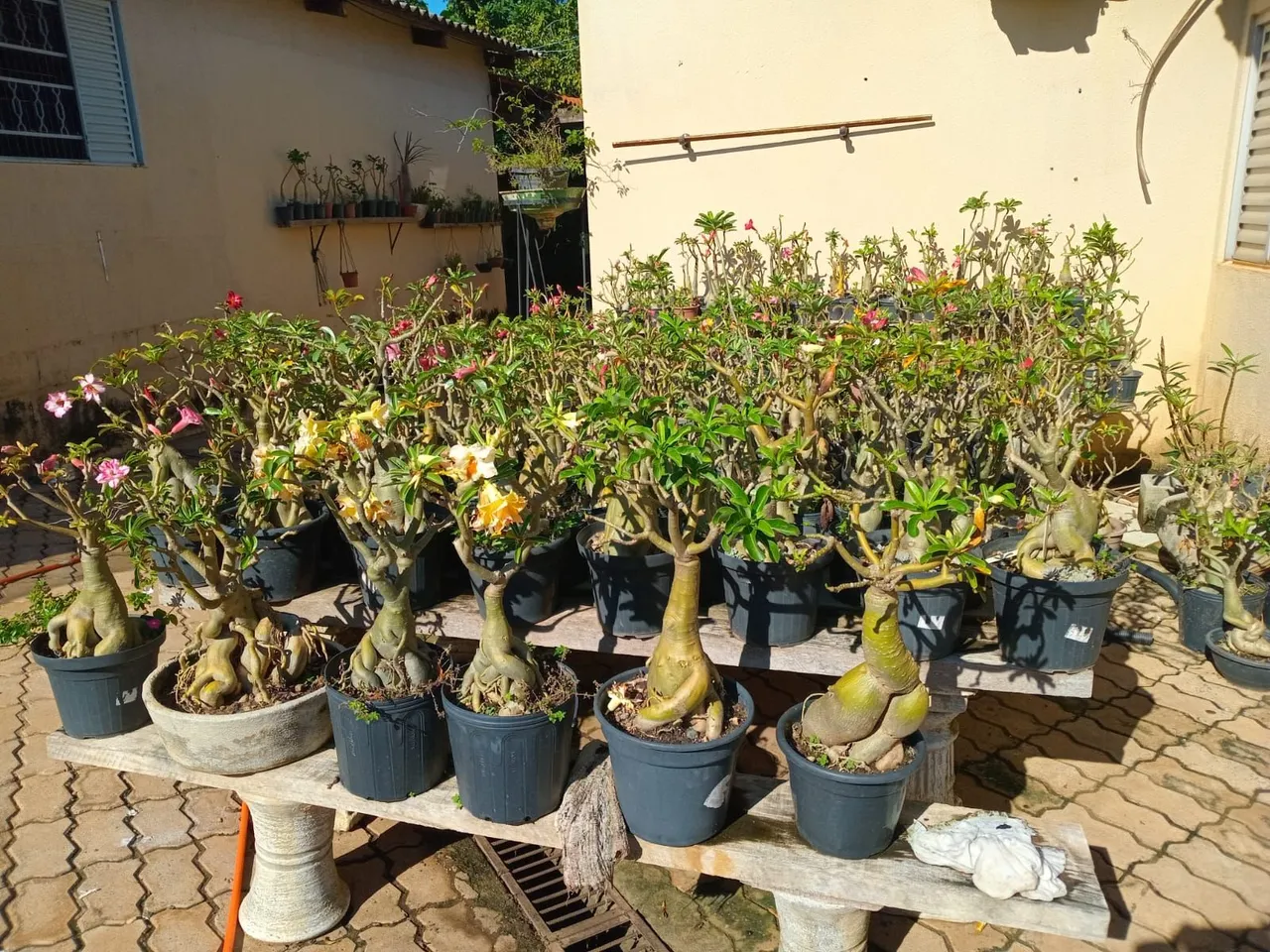 Rosas do deserto