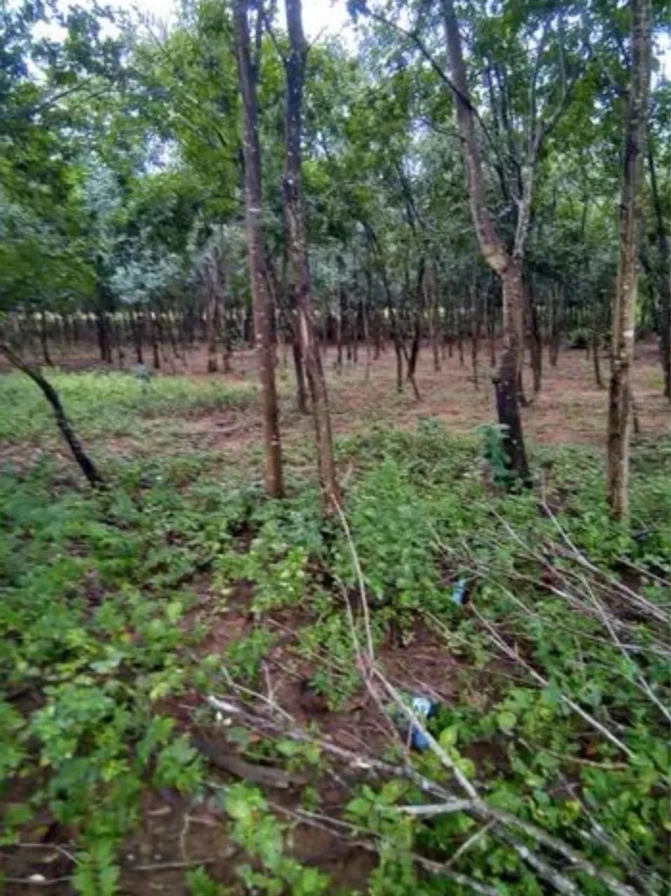 Chácara/Fazenda de 37 hectares - Porto Nacional - TO - Permuta casa em Palmas-TO - Foto 9