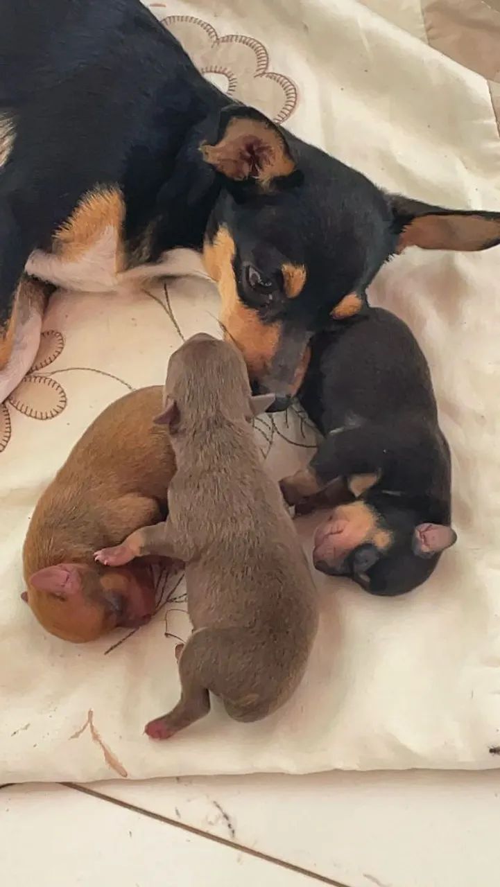Lindos filhotes de Pinscher