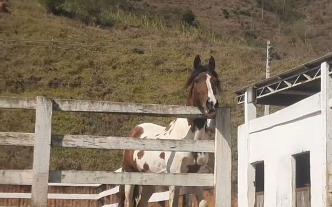 Cavalo garanhao homozigoto pampa vendo 30 x 400,00 - Foto 3