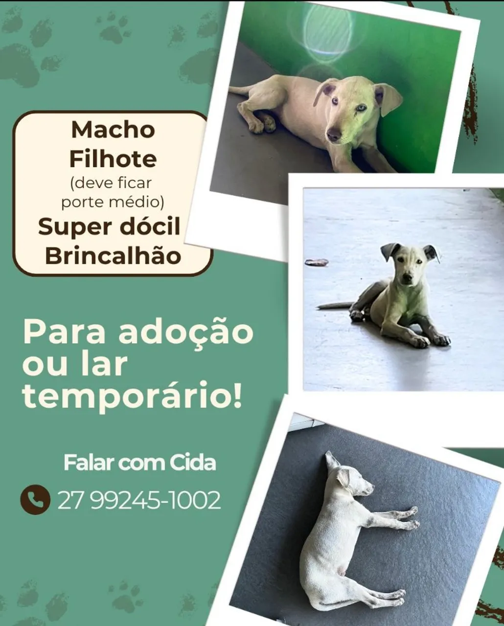 Filhote Macho para Adoção - Super dócil e brincalhão! 01 ano de ração, vacinas e garantid