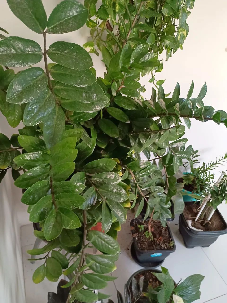 Vende se  oito planta 