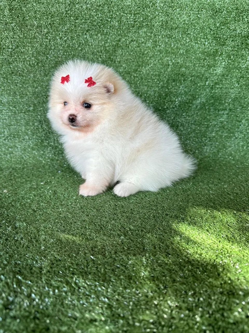 Spitz alemão anão 